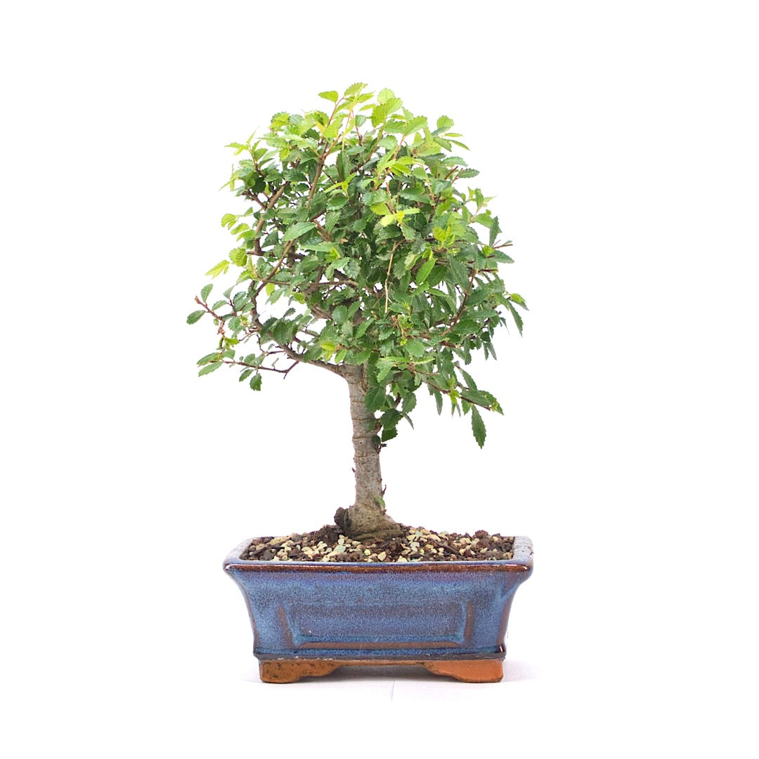 Chinesische Ulme 'Zelkova parvifolia'